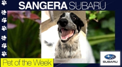SPCA Pet of the Week 11-22-23